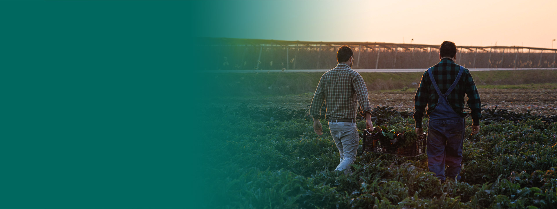 Due contadini che camminano nei campi al tramonto sorreggendo insieme una cesta di vegetali appena raccolti